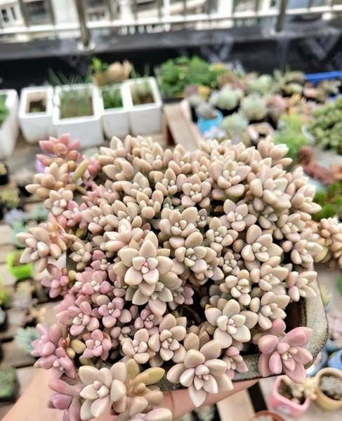 四十度不怕晒的多肉