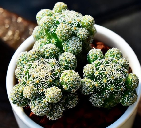 四十度不怕晒的多肉