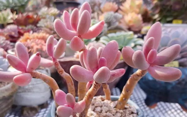 四十度不怕晒的多肉