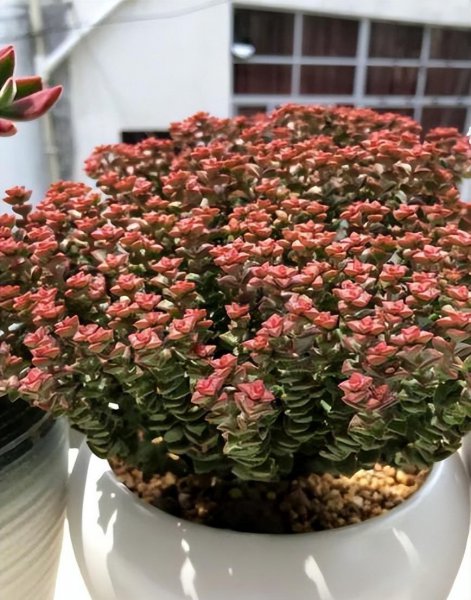 四十度不怕晒的多肉