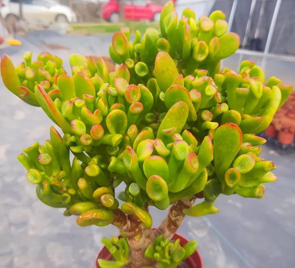 四十度不怕晒的多肉