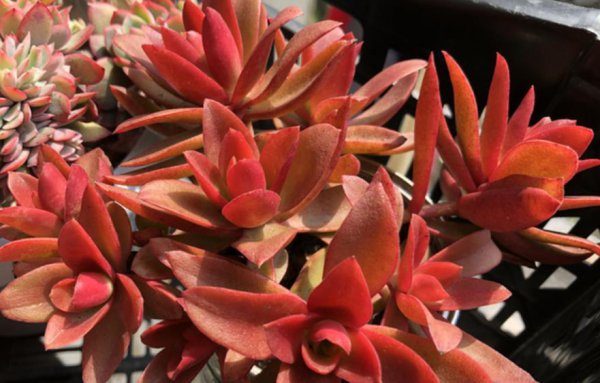 四十度不怕晒的多肉