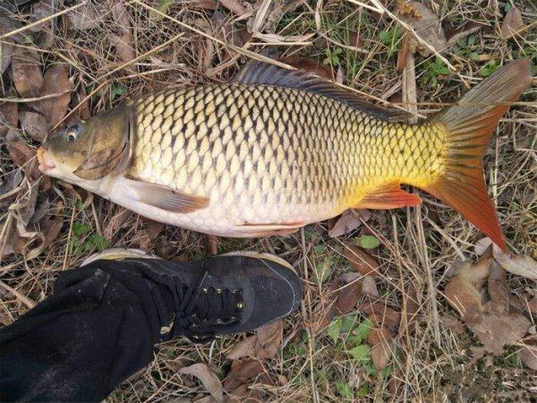 麦粒钓鱼饵料制作方法