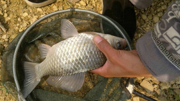麦粒钓鱼饵料制作方法