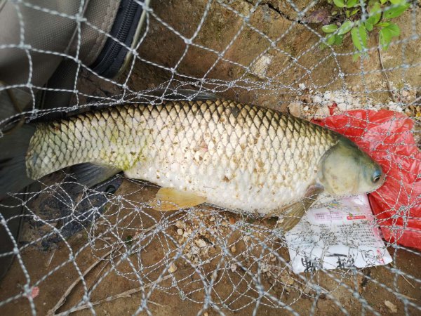 麦粒钓鱼饵料制作方法