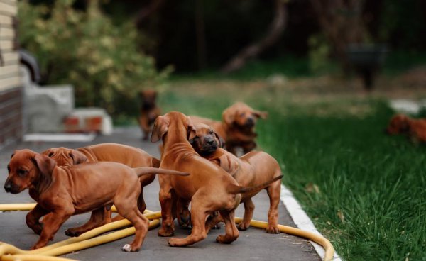 小狗被抱走大狗心里什么感觉