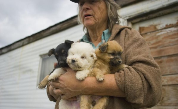 小狗被抱走大狗心里什么感觉