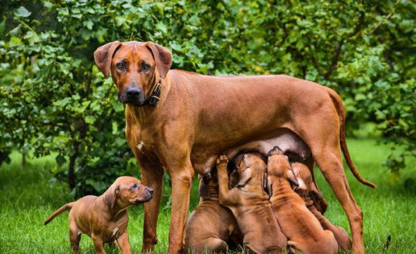 小狗被抱走大狗心里什么感觉