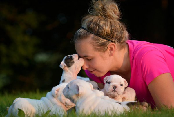 小狗被抱走大狗心里什么感觉