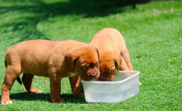 小狗被抱走大狗心里什么感觉