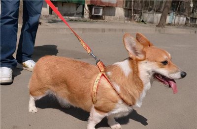 适合小区养的不叫的狗 安静不吵闹适合楼房养的小型犬