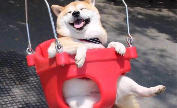 适合小区养的不叫的狗