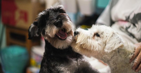 适合小区养的不叫的狗