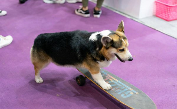 适合小区养的不叫的狗