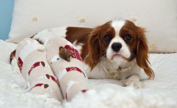 适合小区养的不叫的狗