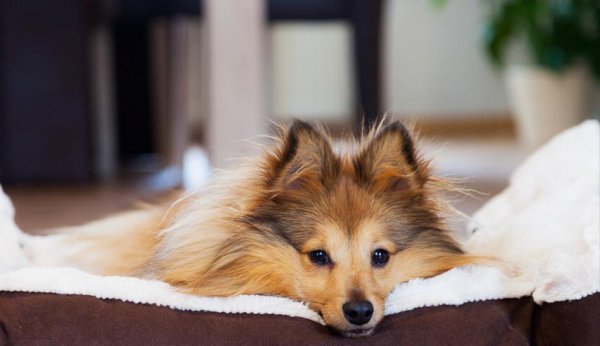 适合小区养的不叫的狗