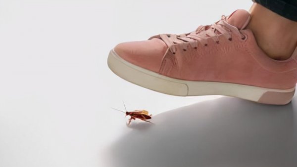 蟑螂打死会有虫卵吗