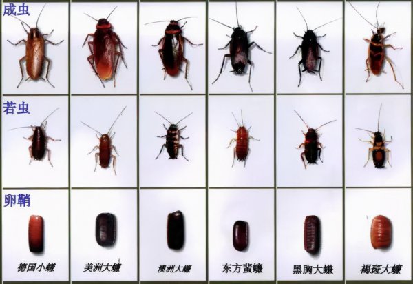 蟑螂打死会有虫卵吗