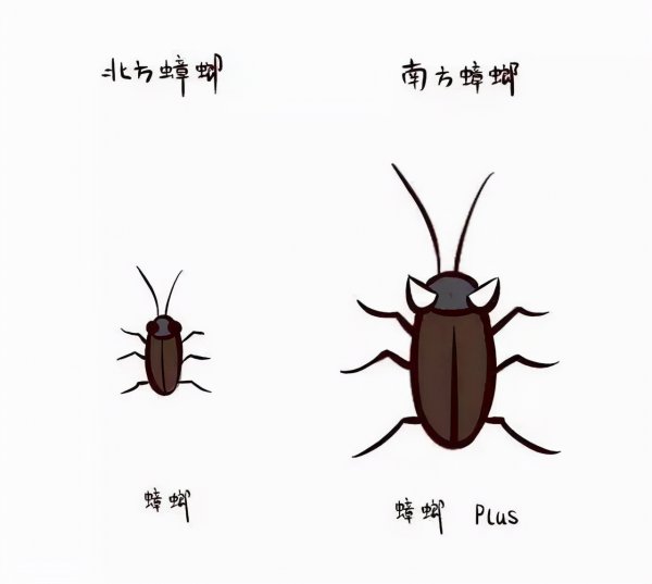 蟑螂打死会有虫卵吗