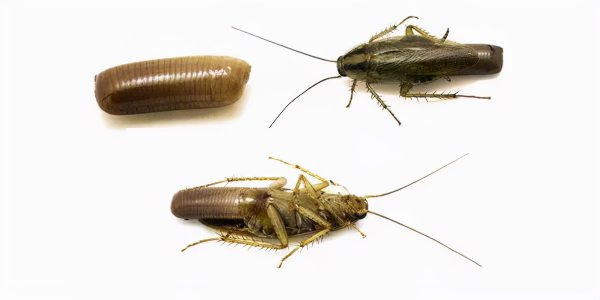 蟑螂打死会有虫卵吗