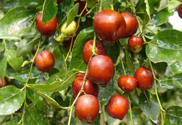 泰安属于哪个省哪个市