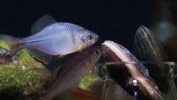 怎么分辨鱼的公母