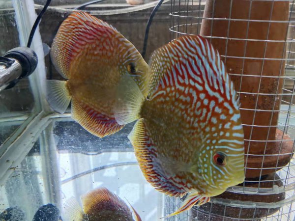 怎么分辨鱼的公母