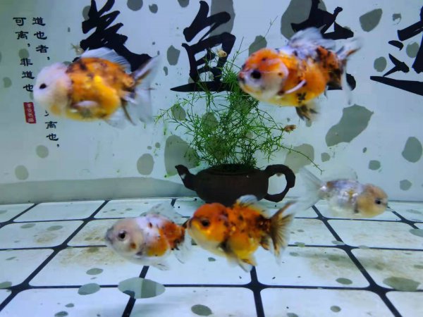 怎么分辨鱼的公母