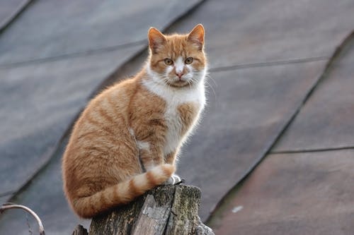 猫咪胡子被剪了会怎样