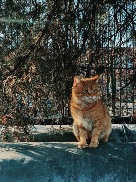 猫咪胡子被剪了会怎样