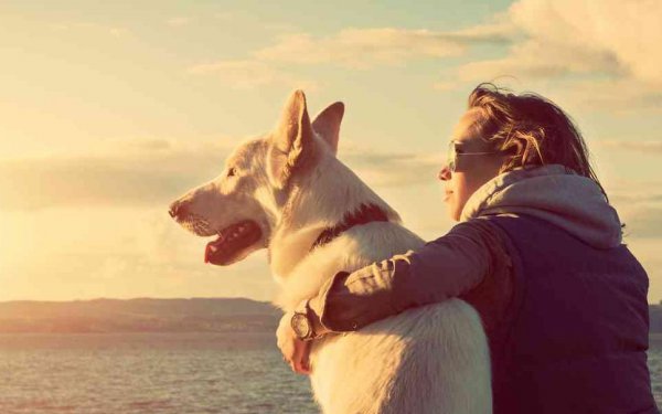 哪种狗好养又聪明