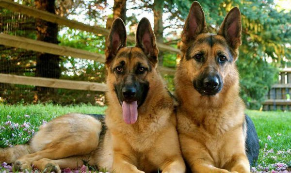 哪种狗好养又聪明