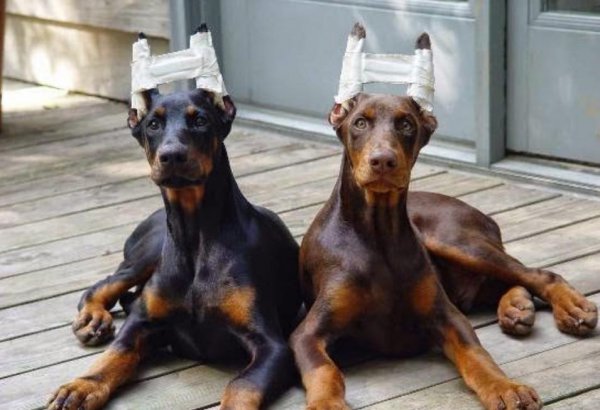 哪种狗好养又聪明