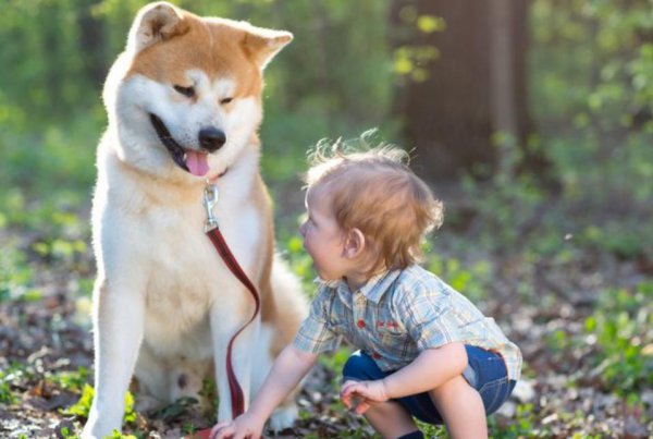 哪种狗好养又聪明