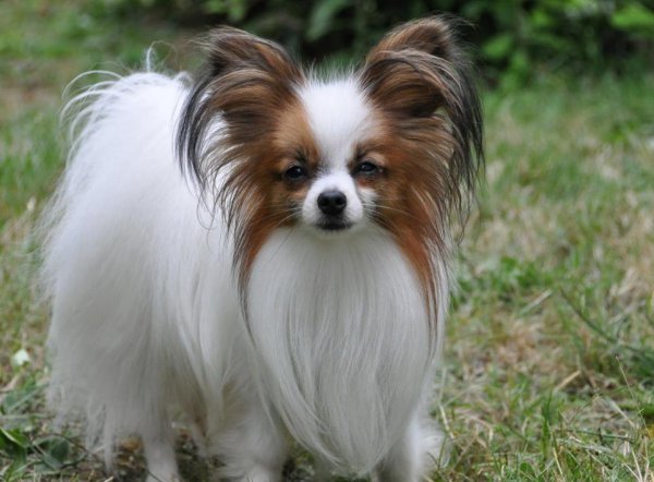 哪种狗好养又聪明