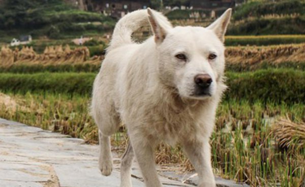 哪种狗好养又聪明