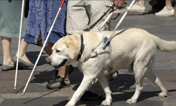 哪种狗好养又聪明