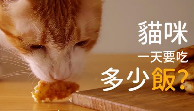 小猫一天喂几次猫粮 猫咪每天喂几顿猫粮比较合适