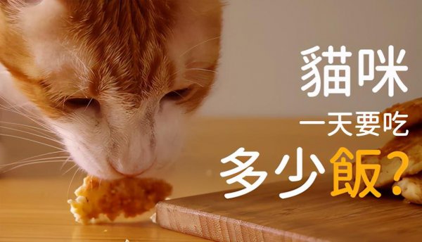 小猫一天喂几次猫粮