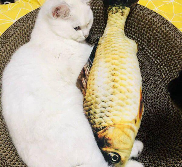 小猫一天喂几次猫粮