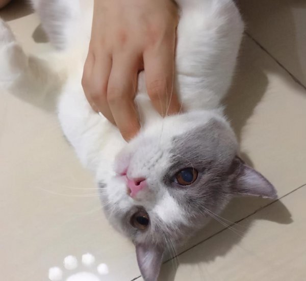 小猫一天喂几次猫粮