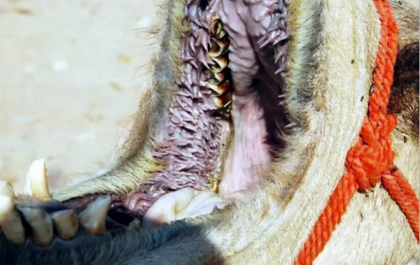 猫科动物的倒刺是什么