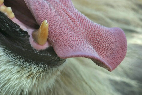 猫科动物的倒刺是什么