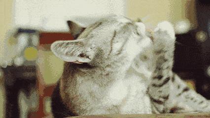 猫科动物的倒刺是什么