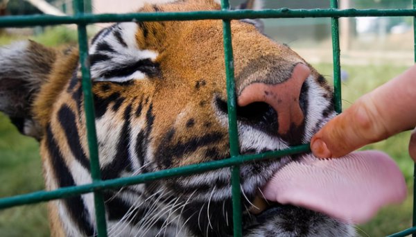 猫科动物的倒刺是什么