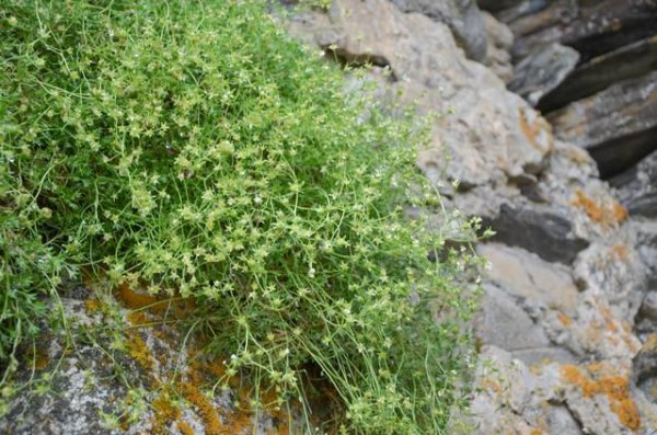 格鲁吉亚中国人多吗