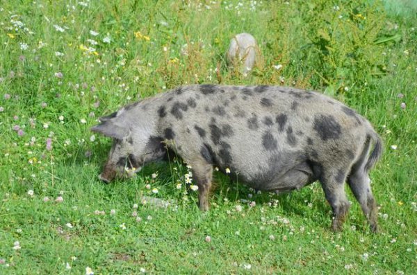 格鲁吉亚中国人多吗