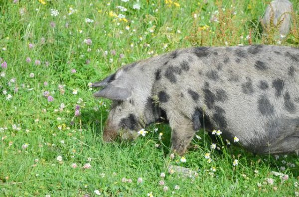格鲁吉亚中国人多吗