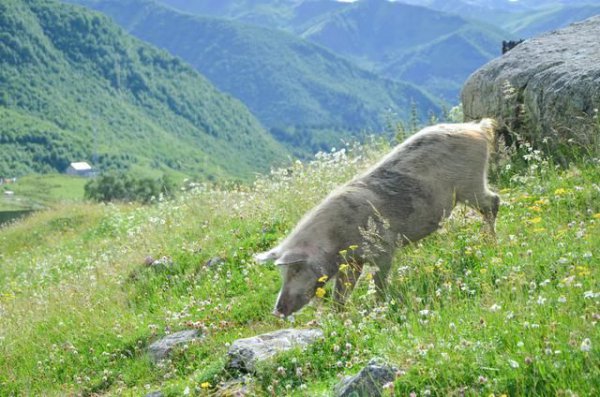 格鲁吉亚中国人多吗