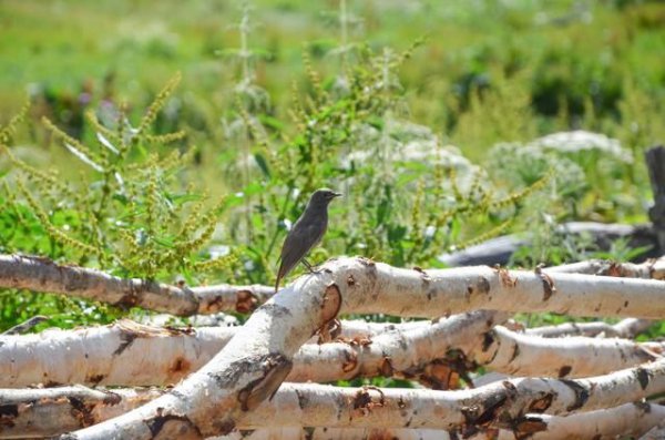 格鲁吉亚中国人多吗